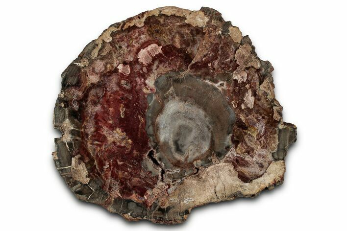 Polished Petrified Wood (Araucaria) Round - Madagascar #355325